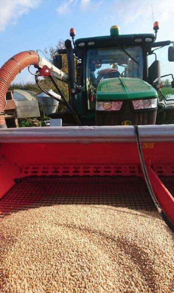 Semis de blé : chaque année on sèmeenviron 2 hectares de blé d’hiver (à gauche) et 1 hectare en blé de printemps (à droite)